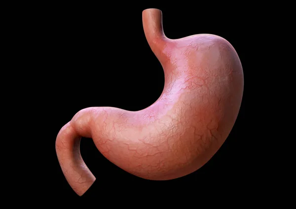 Ludzki żołądek, szczegóły anatomii, ilustracja ludzkiego żołądka, renderowanie — Zdjęcie stockowe