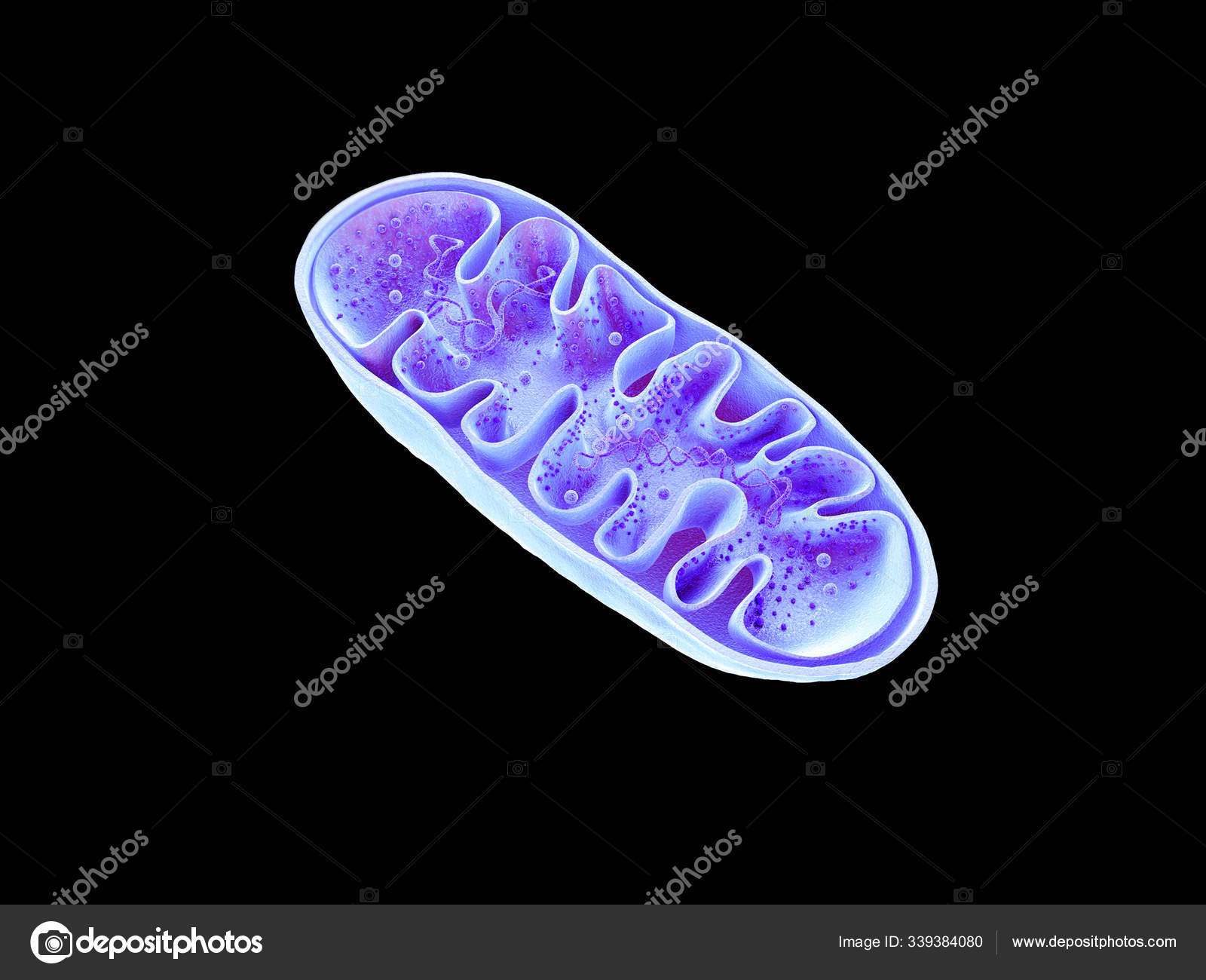 Mitochondria cellular organelles produce energy Cell energy and Mitochondria cellular organelles produce energy Cell energy and