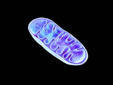 Mitokondri, hücresel organlar, enerji üretimi, DNA, 3 boyutlu görüntüleme