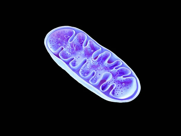 Mitokondriumok, sejtorganellák, energiatermelés, sejtenergia és sejtlégzés, DNS, 3d renderelés — Stock Fotó