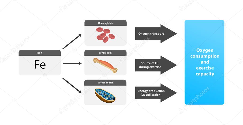 chemical element of iron, mitochondria, muscles, haemoglobin, oxygen transfer, energy, exercise, illustration