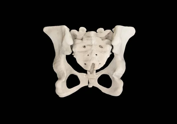 Pelvis Squelette Humain Anatomie Des Pelviens Féminins Hanche Illustration Étiquetés — Photo