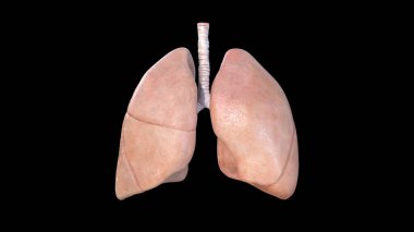 Akciğer Anatomisi, İnsan Solunum Sistemi, zatürree, koronavirüs, covid-19, otopsi tıbbi konsepti. Kanser ve sigara problemi. Kanser, 3D görüntüleme