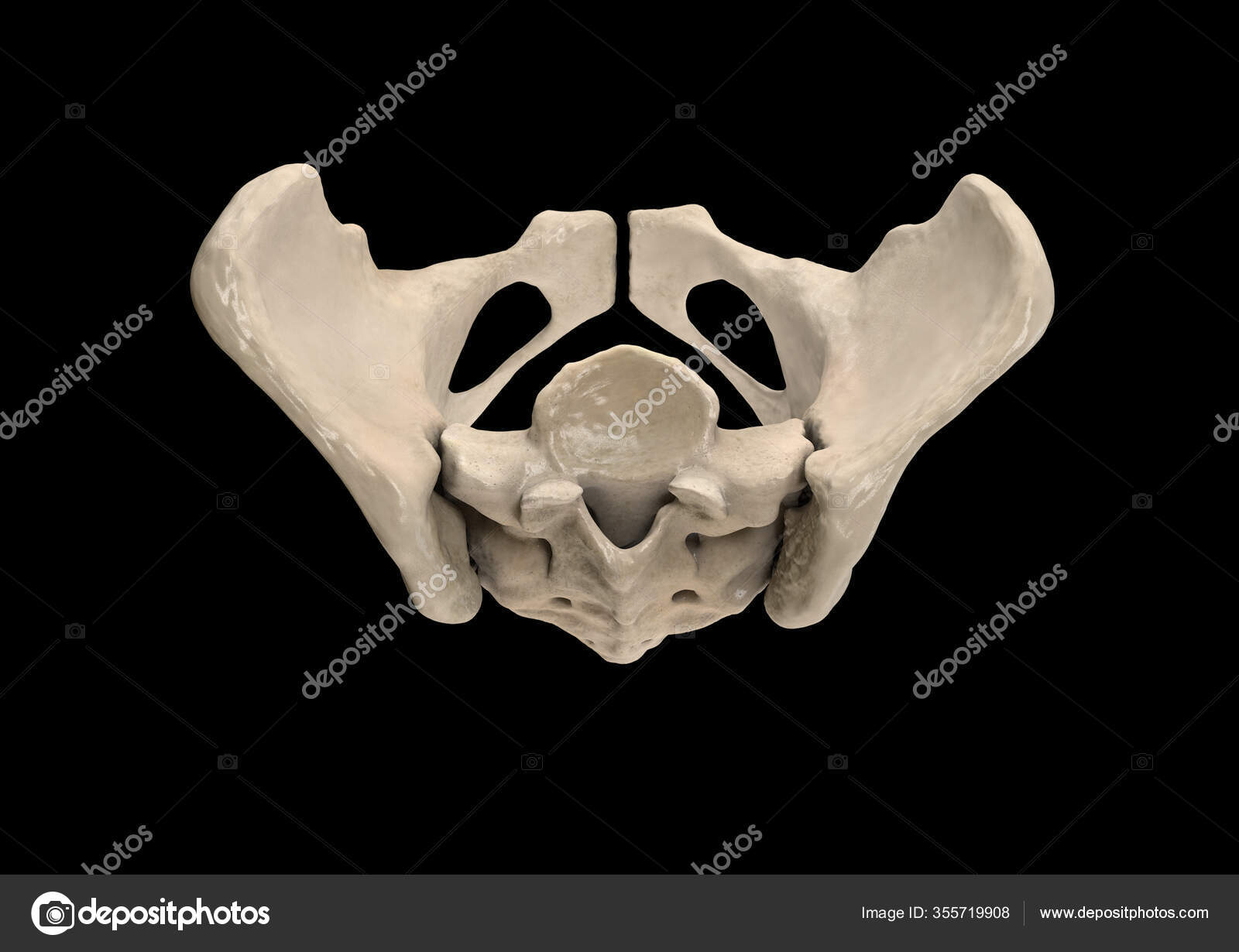 pic Labeled Female Skeleton Anatomy https depositphotos com 355719908 stock photo pelvis human skeleton female pelvic html
