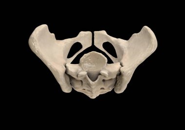 Pelvis, insan iskeleti, kadın leğen kemiği anatomisi, kalça, üç boyutlu sanat çalışması, Bones Labeled Anatomy üst görünümü