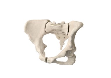 Pelvis, insan iskeleti, kadın leğen kemiği anatomisi, kalça, üç boyutlu sanat çalışması, Bones Labeled Anatomy View, beyaz arkaplan