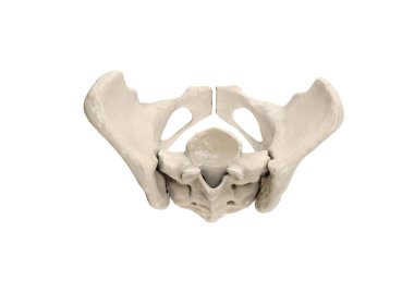 Pelvis, insan iskeleti, kadın leğen kemiği anatomisi, kalça, üç boyutlu sanat eseri, Bones Labeled Anatomy top View, beyaz arkaplan