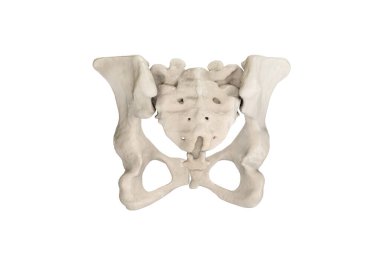 Pelvis, insan iskeleti, kadın leğen kemiği anatomisi, kalça, üç boyutlu sanat eseri, Bones Labeled Anatomy back View, beyaz arkaplan