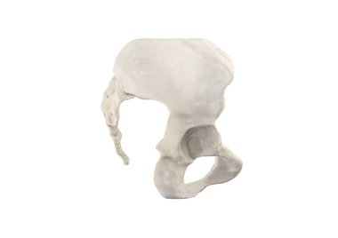 Pelvis, insan iskeleti, kadın leğen kemiği anatomisi, kalça, üç boyutlu sanat çalışması, Bones Anatomi sağ görüşü, beyaz arka plan.