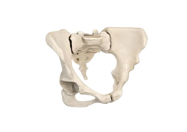 Pelvis Esqueleto Humano Anatomía Ósea Pélvica Femenina Cadera Obra Arte — Foto de Stock