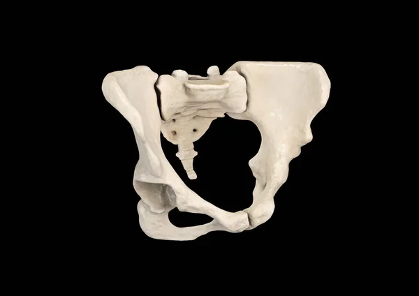 Pelvis Squelette Humain Anatomie Des Pelviens Féminins Hanche Illustration Vue — Photo
