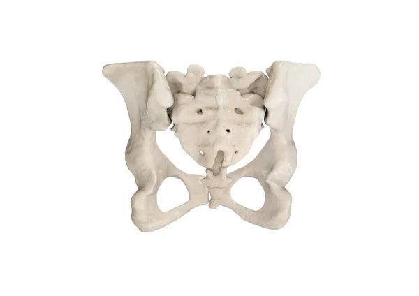 Bäcken Mänskliga Skelett Kvinna Bäckenbotten Ben Anatomi Höft Konstverk Ben — Stockfoto