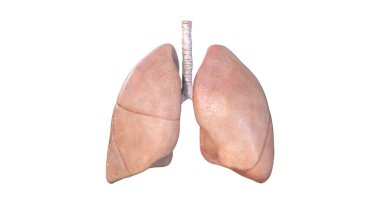 Akciğer Anatomisi, İnsan Solunum Sistemi, zatürree, koronavirüs, covid-19, otopsi tıbbi konsepti. Kanser ve sigara problemi. Kanser, 3 boyutlu görüntüleme, beyaz arkaplan, 3 boyutlu model