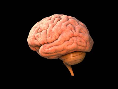 Beyin insan anatomisi 3D - Beyin anatomisi, beyin anatomisi, kafa organı, kulak memeleri, sinir sistemi, nöroloji objesi, insan aktivitesinin gücü, vücut parçası, beyin fırtınası, siyah arka plan