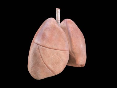 Akciğer Anatomisi, İnsan Solunum Sistemi, zatürree, koronavirüs, covid-19, otopsi tıbbi konsepti. Kanser ve sigara problemi. Kanser, 3D görüntüleme