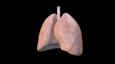 Akciğerler, akciğerlerin 3 boyutlu çizimi - İnsan Organiği, İnsan Solunum Sistemi Anatomisi, Sars hastalığı, akciğerde koronavirüs. Koronavirüs ağır bir hastalığa neden olur.