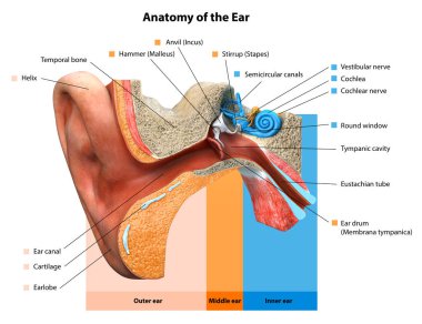 İnsan kulak anatomisi. Kulak yapısı, Biyoloji Tıp Eğitimi Çizelgesi, Tıbbi konsept İnsan Kulağı, anatomik yapı, 3D işleme