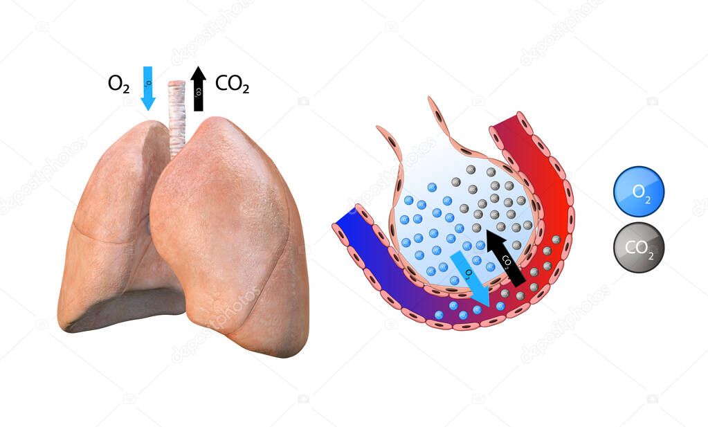 anatomy of the lungs, alveoli, gas transfer in the lungs, oxygenation of the blood, respiratory system, pneumonia,