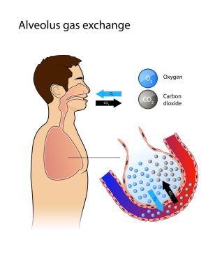 Alveolus. Gaz değişimi. Pulmoner alveolus. Akciğerlerde alveol ve kılcal damarlar, anatomi, oksijen ve karbondioksit değişimi alveol ve kılcal damarlar arasında