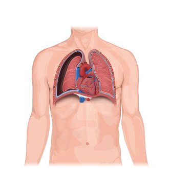 Pnömotoraks, İnsan Anatomisi, illüstrasyon, akciğerler, kalp, sönmüş akciğer. anormal hava koleksiyonu