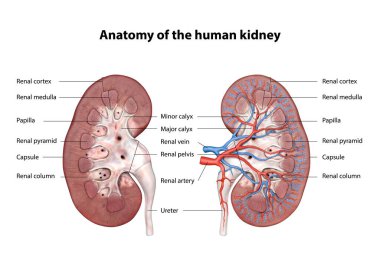 Böbrek, insan idrar sistemi anatomisi, çapraz bölüm. Renal arter, renal ven, üreter, üst calyx, düşük calyx ve glomerulus gösteriliyor.