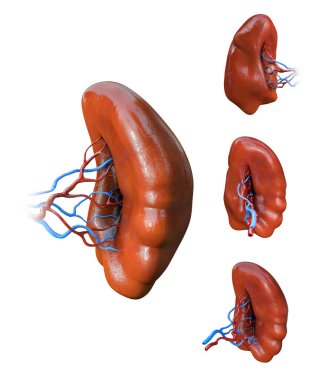 Dalak anatomisi, İnsan iç organları, Dalak Milt anatomisi ikonları seti, 3 boyutlu illüstrasyon,