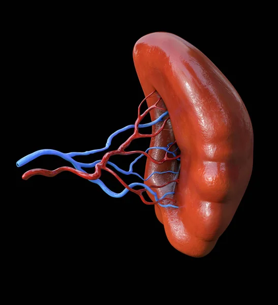 脾脏解剖 人体内脏器官 3D图解 — 图库照片