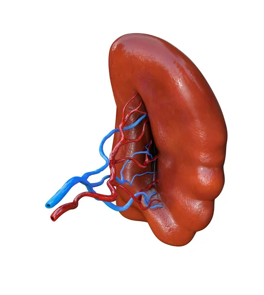 白地に隔離された人間の脾臓 3Dイラスト — ストック写真