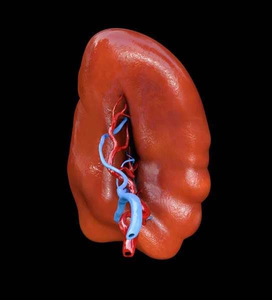 Órgão Interno Saudável Baço Anatomia Humana Ilustração — Fotografia de Stock