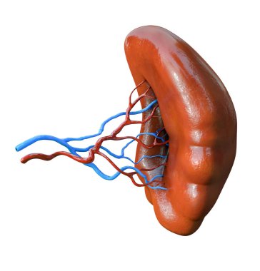 İnsan dalağı anatomisi. Organlar, beyaz arkaplanda izole edilmiş