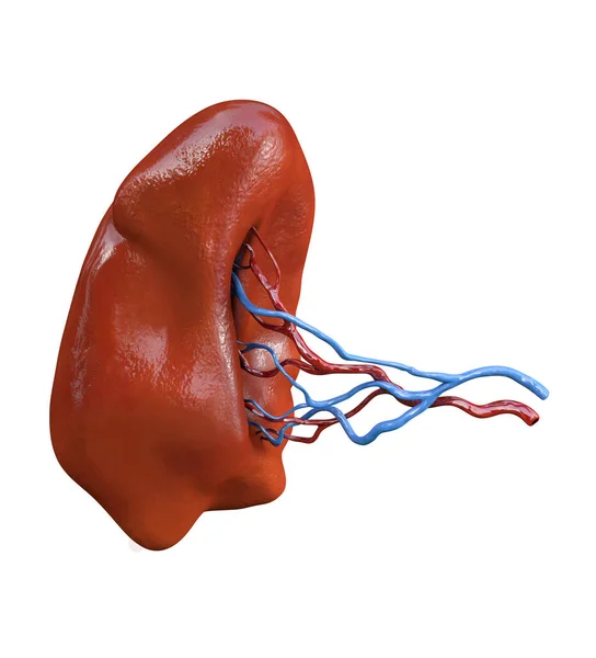 人間の脾臓の解剖学 白地に隔離された器官 — ストック写真