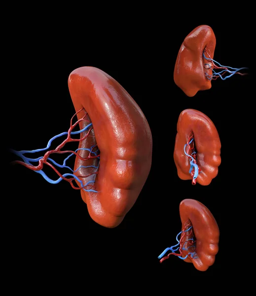 Milt Anatomie Set Menselijke Anatomie Zwarte Achtergrond — Stockfoto