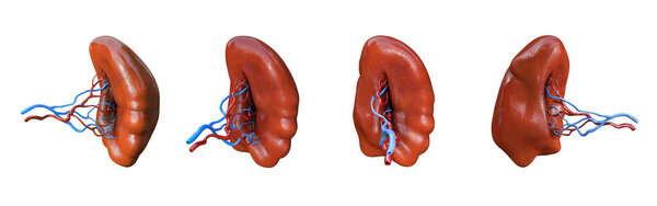 Анатомия селезенки, анатомия человека, орган на белом фоне
