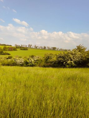 Yazın kırsal doğa manzarası. Yaz çayır manzarası
