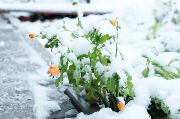 Pierwszy śnieg na piechotę i nagietka kwiaty — Zdjęcie stockowe