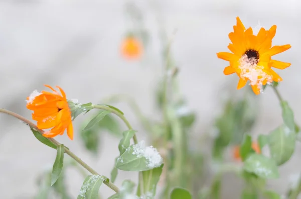 Erster Schnee auf Ringelblumen, nach dem Schneefall kommt der Winter — Stockfoto