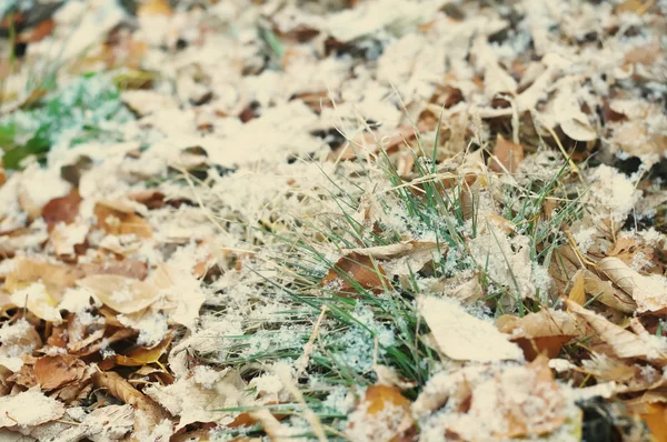Eerste sneeuw na sneeuwval op vallende Herfstbladeren — Stockfoto