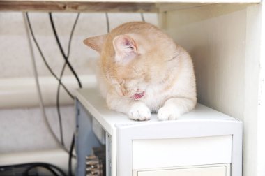 kendisi tablo ısınma altında bilgisayarda yalama kedi