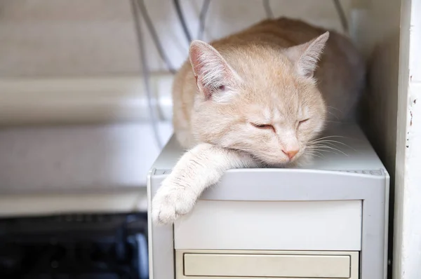 Chat dormir sur ordinateur sous le réchauffement de table — Photo