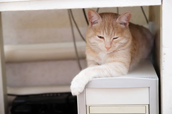 Chat roux sur ordinateur sous le réchauffement de table — Photo