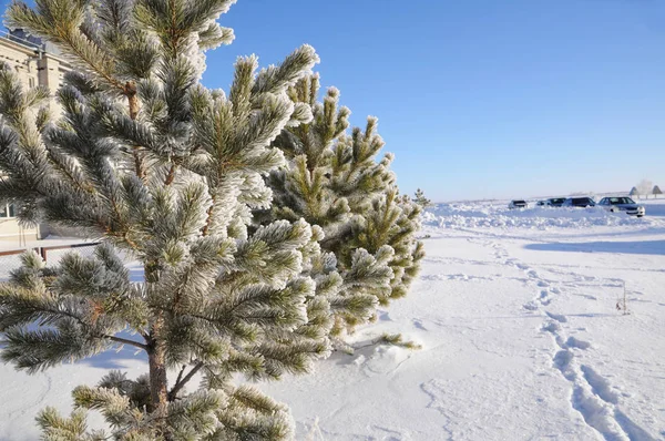 Winter achtergrond met besneeuwde pijnbomen in vorst — Stockfoto