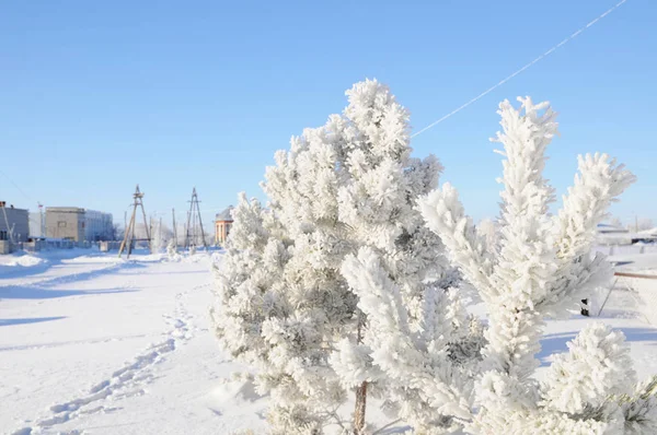 Schneebedeckte Tannen, Winterhintergrund, schneebedeckter, glänzender Tag — Stockfoto