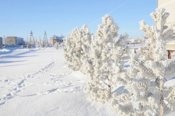 雪覆われたモミの木、雪に覆われた光沢のある日と冬の背景 — ストック写真