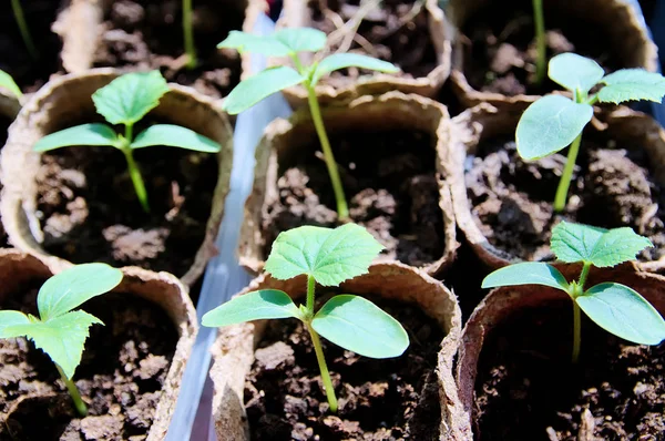 Plántulas de pepino que crecen en cajas, cuidado de los agricultores de primavera, muchos brotes de pepino para la producción comercial y la empresa agrícola Imágenes de stock libres de derechos