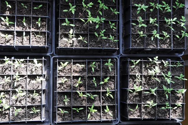 Semis de tomate poussant dans des boîtes, soins aux agriculteurs de printemps, de nombreux germes de tomate pour la production commerciale et l'entreprise agricole — Photo