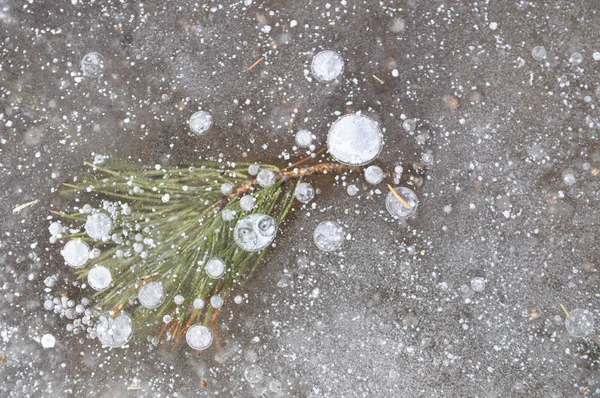 冬の背景に冷凍の葉 氷中の気泡 北の気候の自然現象 寒い撮影 — ストック写真