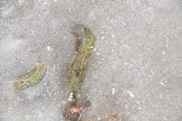 Fond Hivernal Avec Feuilles Gelées Bulles Dans Glace Phénomène Naturel — Photo