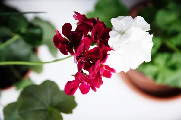 白と赤のカップル 緋色の赤い花と白い一般的なゼラニウム ゼラニウムポドフィルム アイビーリーフ ペアの概念で異なるスペインのツタ 家の植物 和解ガーデニング — ストック写真