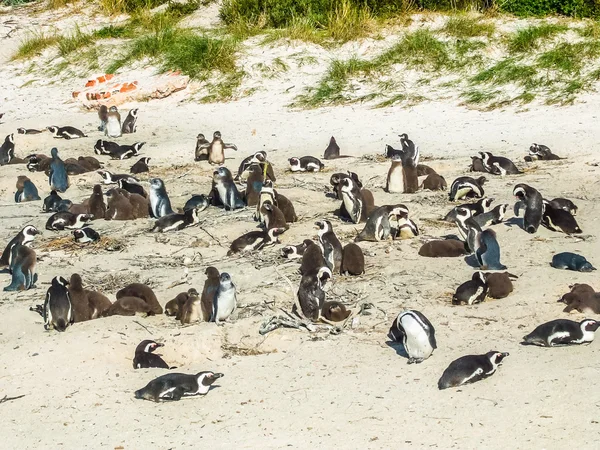 HDR Pingüinos de Ciudad del Cabo —  Fotos de Stock