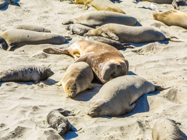 HDR Elephant seals colony — Stock Photo, Image